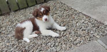 Isn't this a sweet border collie puppy!