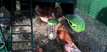 Chickens in run with Omlet Caddi Treat Holder