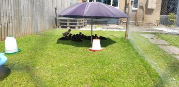 Ducks in the shade