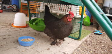 What a lovely chocolate coloured hen!