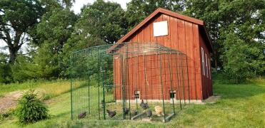 Omlet Walk in Chicken Run connected to Wooden Chicken Coop