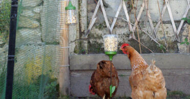 Chickens with peck toy