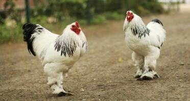 Chickens in garden