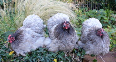 Blue pekin bantam hens 