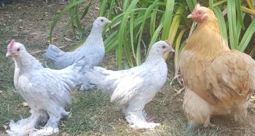 Pekin bantams are a lovely breed!