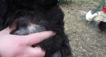 Checking for lice around a chickens vent.