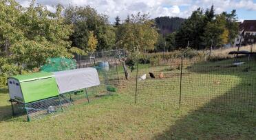 Create a designated area for your chickens to roam