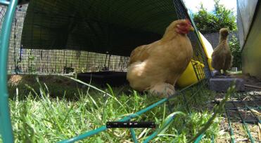 Yellow Eglu Go with Run, shade cover and 2 chickens