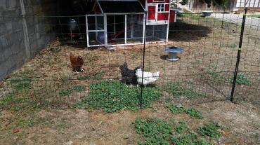 Chickens love having lots of space to roam!