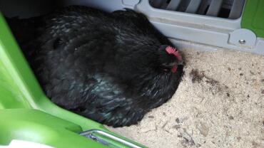 One of our 4 australorp hens is brooding. we are very excited. whitsun is 21 days away. 