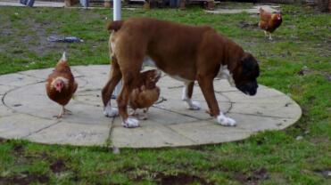 Bracken and his girls