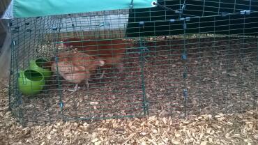 Our hens enjoying a refreshing sip from their glug