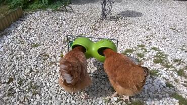 Our hens love the grub - and no spillage