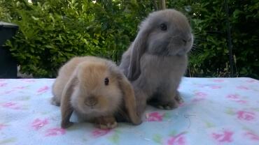 8 week old mini lops 