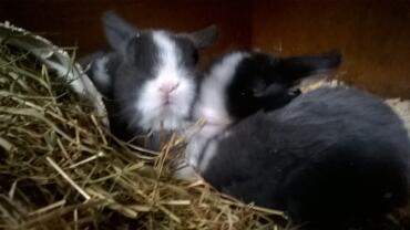 Baby mini lop splits 