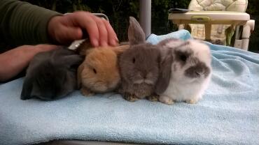 Mini lop litter