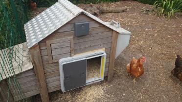 Us chickens are now protected from the bloodthirsty martens at night.