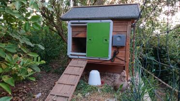 Omlet Green Automatic Chicken Coop Door Attached to Wooden Chicken Coop with Omlet Chicken Fencing