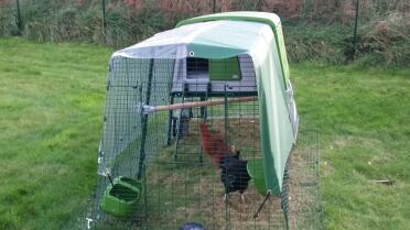 My chickens are well protected from the rain