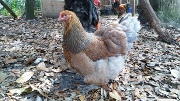 Blue partridge brahma hen 