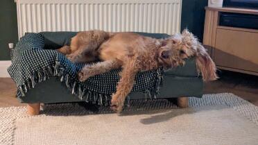George loves his Bolster bed in Sage Green