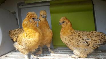 What gorgeous booted bantams!