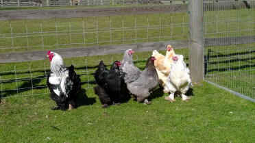 Brahma's enjoying the spring sunshine