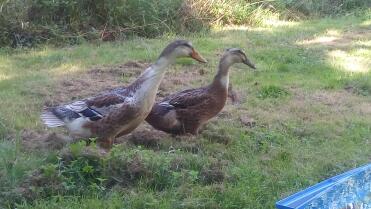 Ducks make lovely pets!