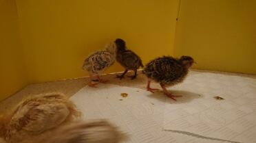 Quails in quail pen 