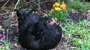 Australorp