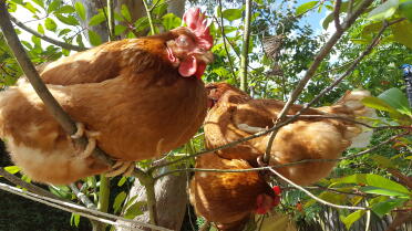 Chickens in a bush