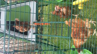 Rescued ex battery chickens enjoying their Luxury pad 