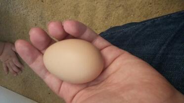 The first egg our chickens layed