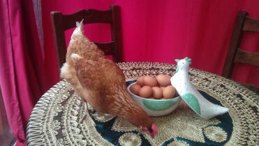 Getting eggs from your chickens is wonderful!