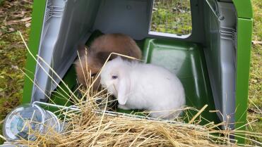 Snowball and big ears getting used to their new hutch