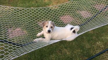 This dog loves to laze in the sun.