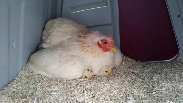 Doris Day with her chicks