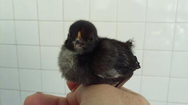 What a sweet bantam chick!