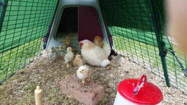 Easter chicks at Bertie's Pekins