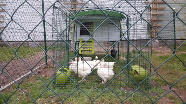 Eglu Cube - ing of the chickens