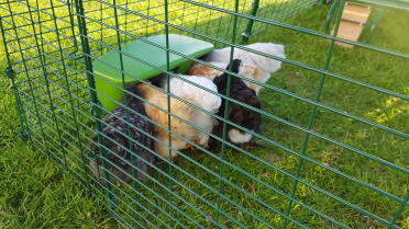 Chickens love dinner time!