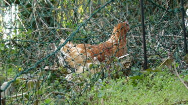 Behind my net i am comfortable and i observe 