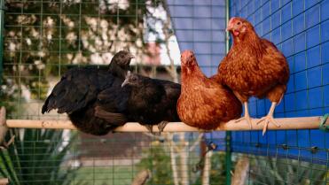 Four Chooks ready to roost. Why they don't sleep inside their nice Eglu, I don't know.