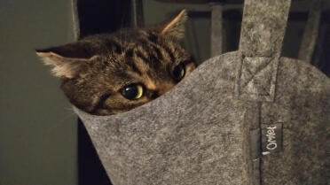 Cats feel safe hidden in their basket