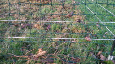 Electrifying fence against rabbits