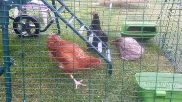 my new girls, Clementine, Matilda and Peck. 