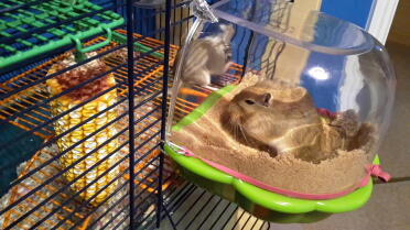 Gerbils love having sand baths!