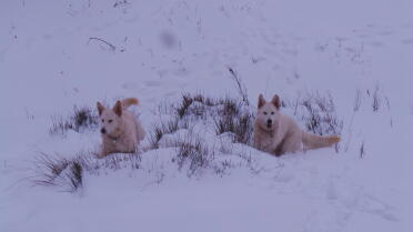 Spook and willow