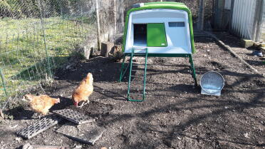 Chickens love chilling in the sun!