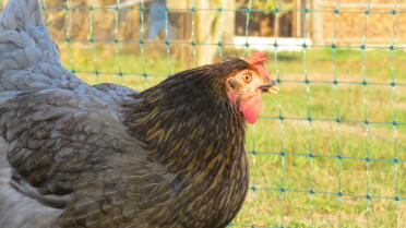 Chickens love the omlet fence